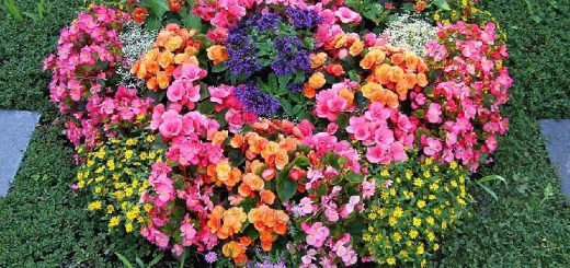 Grabbepflanzung mit Sommerblumen und Rosen