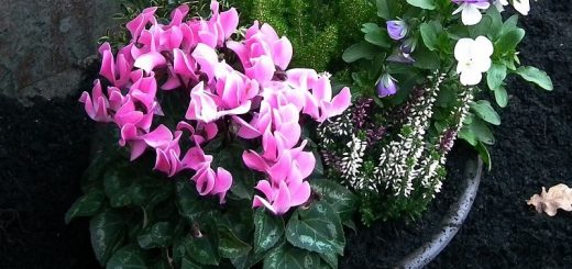 Eine herbstliche Grabschale bepflanzt mit Alpenveilchen und Erika