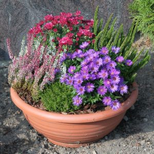 Grabgestaltung in der Übergangszeit Grabbepflanzung 