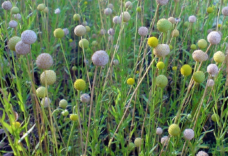 Garten auf dem Balkon: Ideen für die Gestaltung