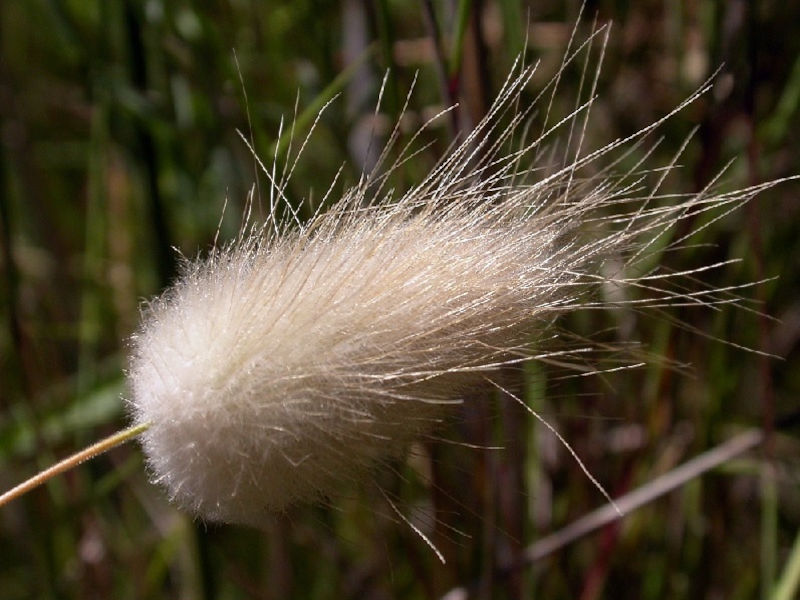 Lagurus ovatus – Hasenschwanzgras Gräser und Farne