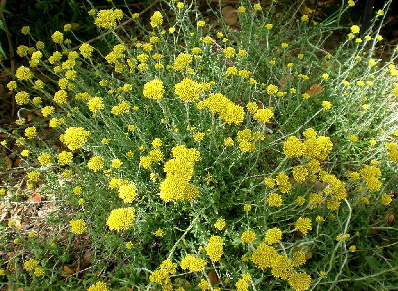 Strohblumen – Helichrysum Gartenstauden