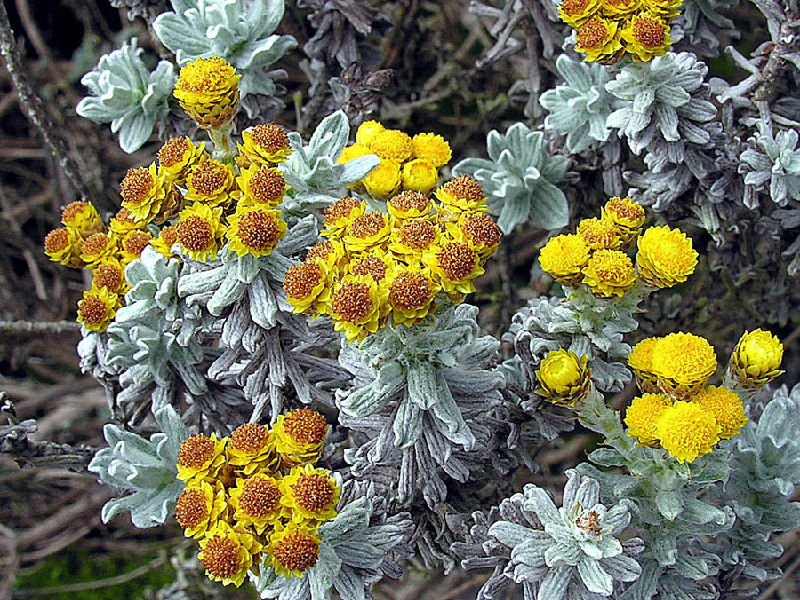 Strohblumen – Helichrysum Gartenstauden
