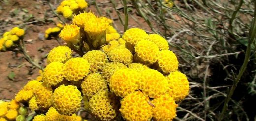 Helichrysum stoechas, Mittelmeer-Strohblume