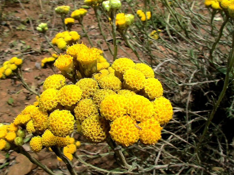Strohblumen – Helichrysum Gartenstauden
