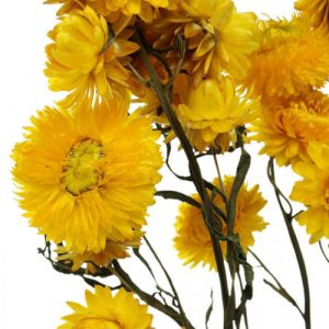 Strohblumen – Helichrysum Gartenstauden 