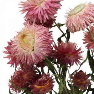 Strohblumen – Helichrysum Gartenstauden 