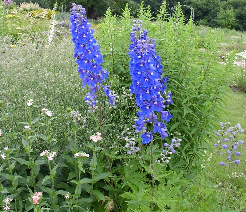 Rittersporn und Hoher Rittersporn – Delphinium elatum Gartenstauden