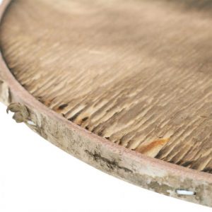 Jahresringe – das Logbuch der Bäume Wissenswertes 