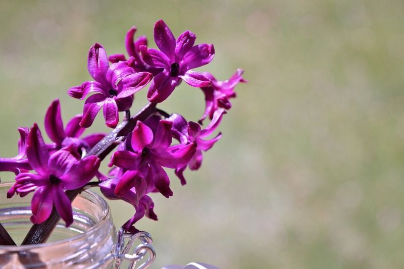 Blumen trocknen und Blumen konservieren Wissenswertes