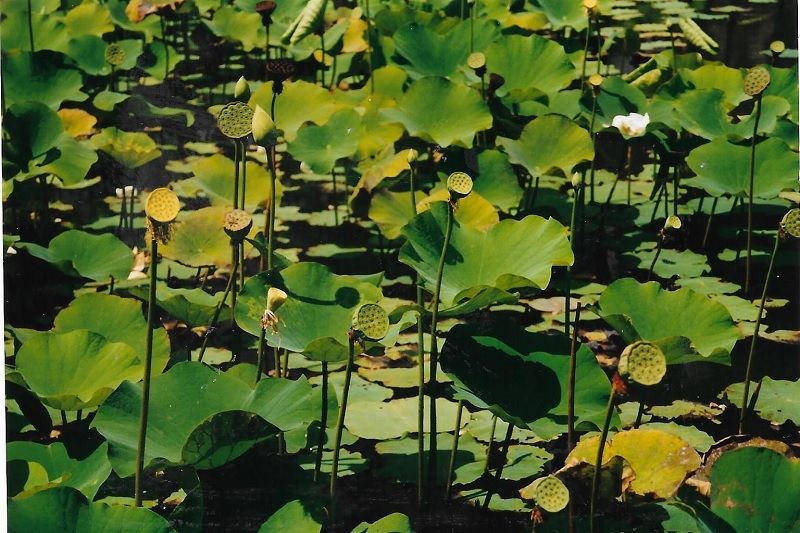 Lotusblume – Nelumbo Exoten