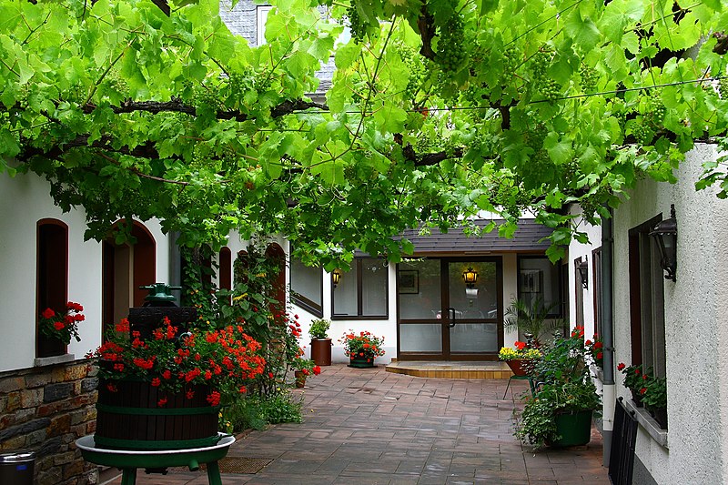 Terrasse bepflanzen: Einige Terrassenpflanzen vorgestellt