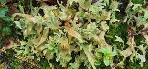 Islandmoos als Flechte mit echtem Moos