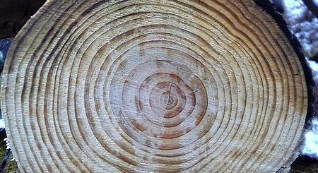 Baum mit Jahresringen