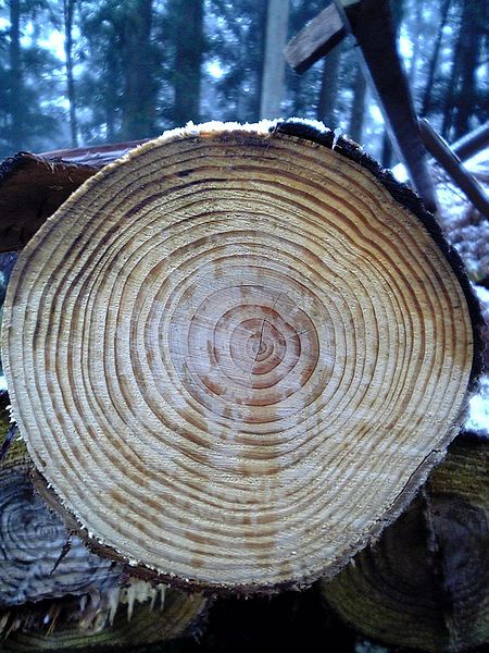 Jahresringe – das Logbuch der Bäume Wissenswertes