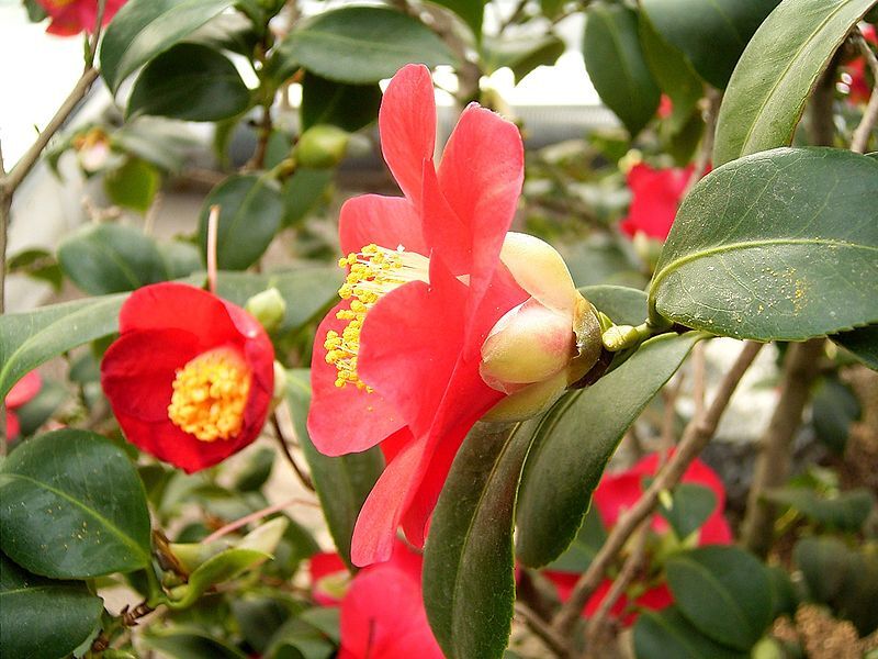 Balkonpflanzen sonnig: Mediterrane, exotische Kübelpflanzen