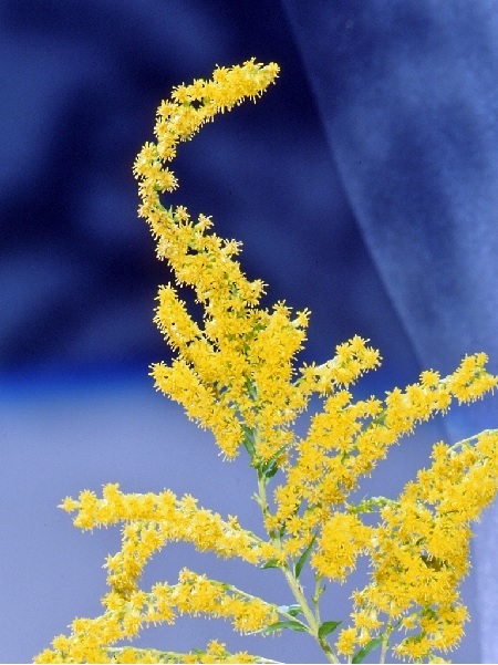 Blumen zum Trocknen: Eigenschaften, Beispiele Wissenswertes