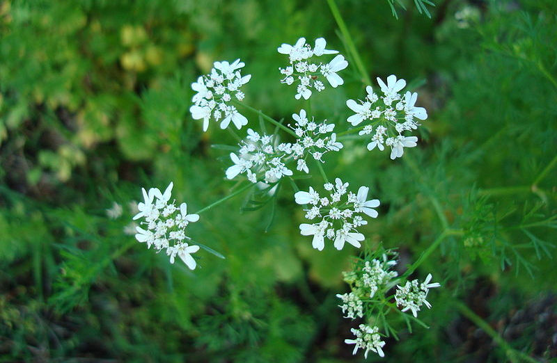 Kräutergarten auf dem Balkon