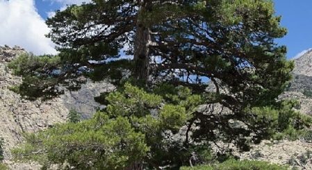 Korsische Schwarzkiefer Pinus nigra larico