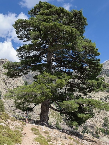 Schwarzkiefer – die Kiefer mit der dunklen Rinde Nadelbäume 