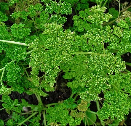 Kräutergarten auf dem Balkon