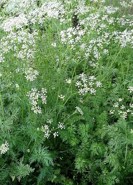 Kräutergarten auf dem Balkon