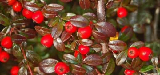 Kriechmispel/Teppichmispel mit Herbst-Früchten