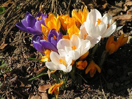 Grabbepflanzung Frühjahr bis Sommer Grabbepflanzung