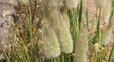 Lagurus ovatus in Korsika