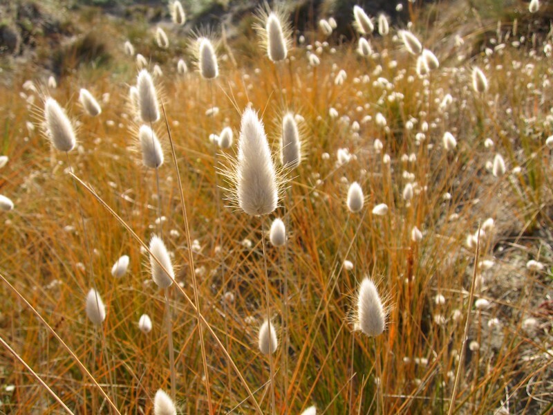 Lagurus ovatus – Hasenschwanzgras Gräser und Farne