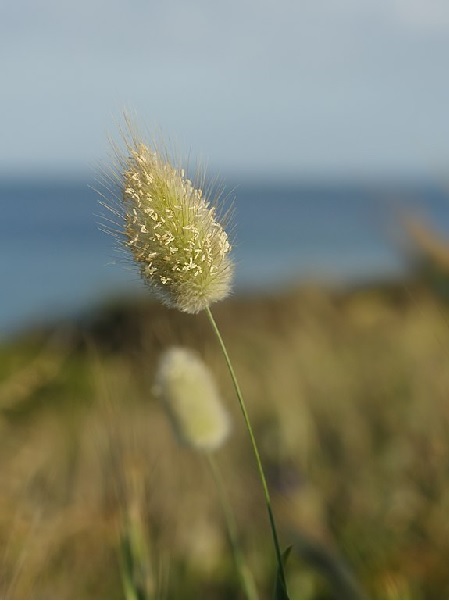 Lagurus ovatus – Hasenschwanzgras Gräser und Farne