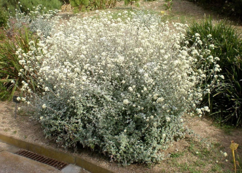 Strohblumen – Helichrysum Gartenstauden