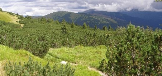 Latsche Bergkiefer Pinus mugo mugo an einem Hang