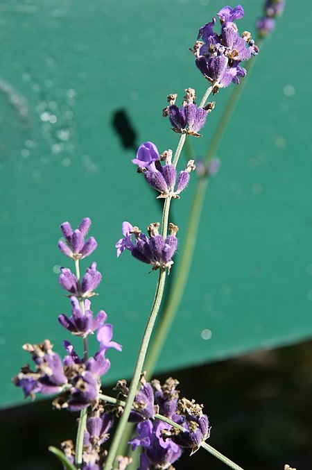 Echter Lavendel und weitere Arten Steingartenpflanzen
