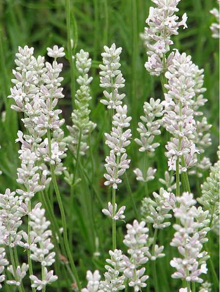 Echter Lavendel und weitere Arten Steingartenpflanzen