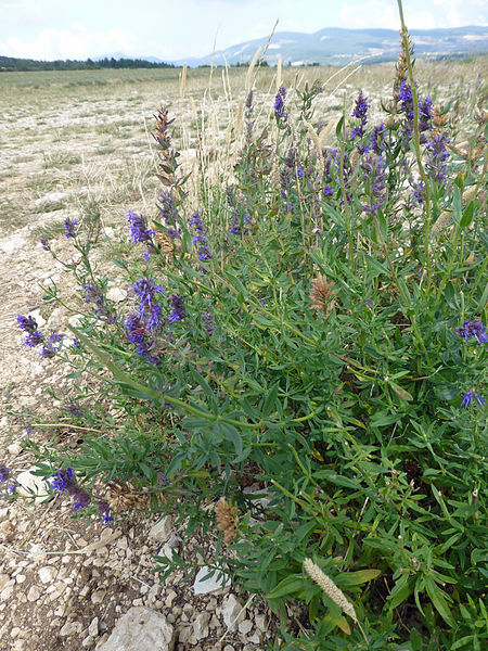 Echter Lavendel und weitere Arten Steingartenpflanzen