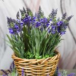 Echter Lavendel und weitere Arten Steingartenpflanzen 