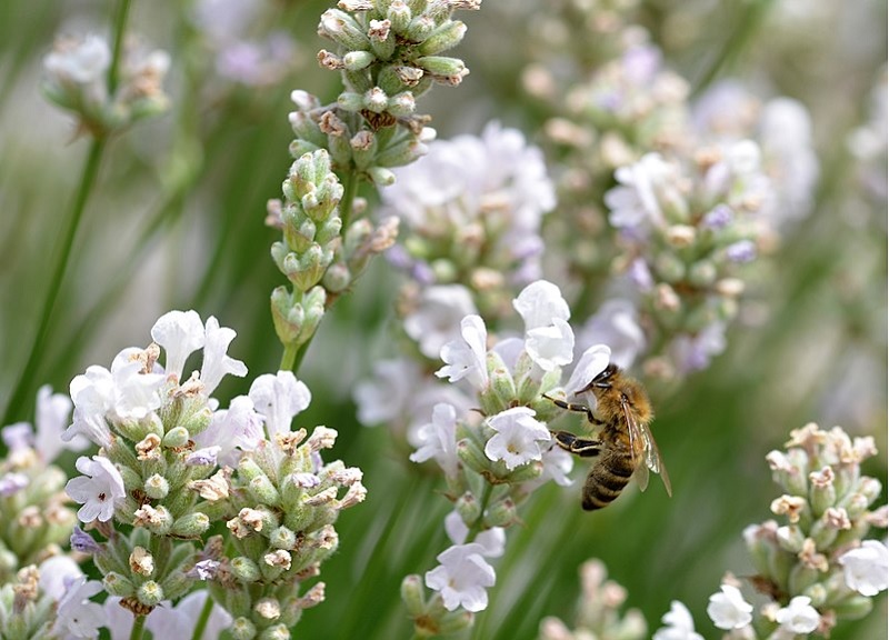 Echter Lavendel und weitere Arten Steingartenpflanzen