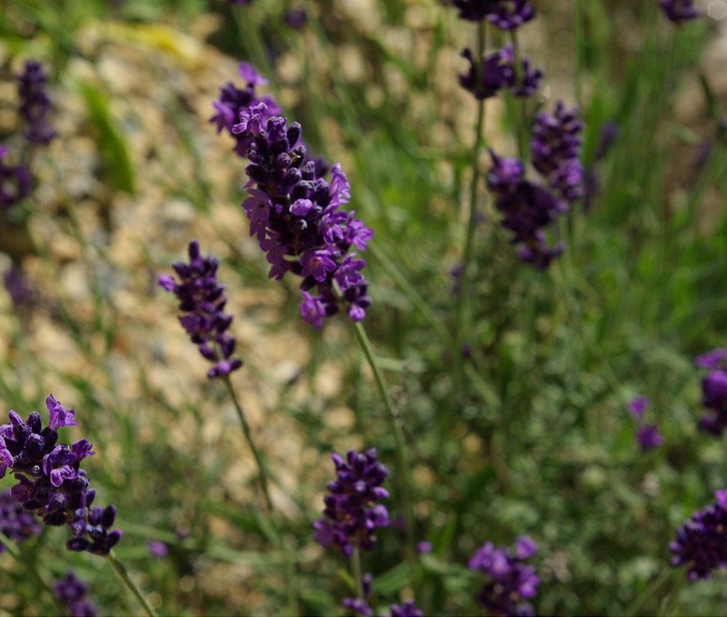 Echter Lavendel und weitere Arten Steingartenpflanzen