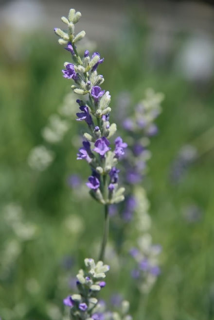 Echter Lavendel und weitere Arten Steingartenpflanzen
