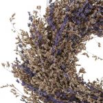 Echter Lavendel und weitere Arten Steingartenpflanzen 