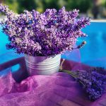 Echter Lavendel und weitere Arten Steingartenpflanzen 