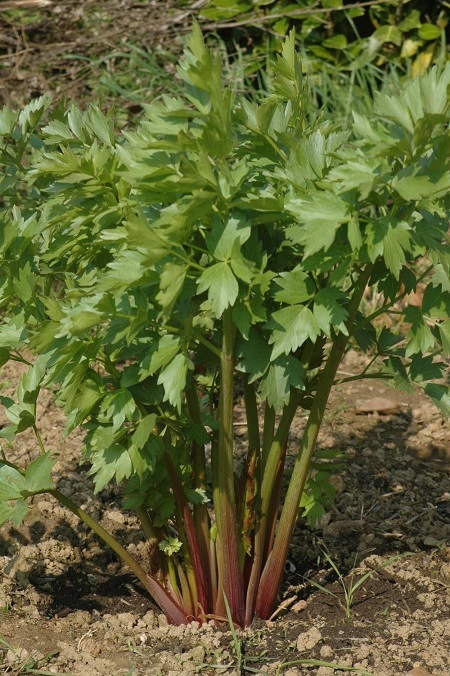 Kräutergarten auf dem Balkon