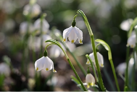 Grabbepflanzung Frühjahr bis Sommer Grabbepflanzung