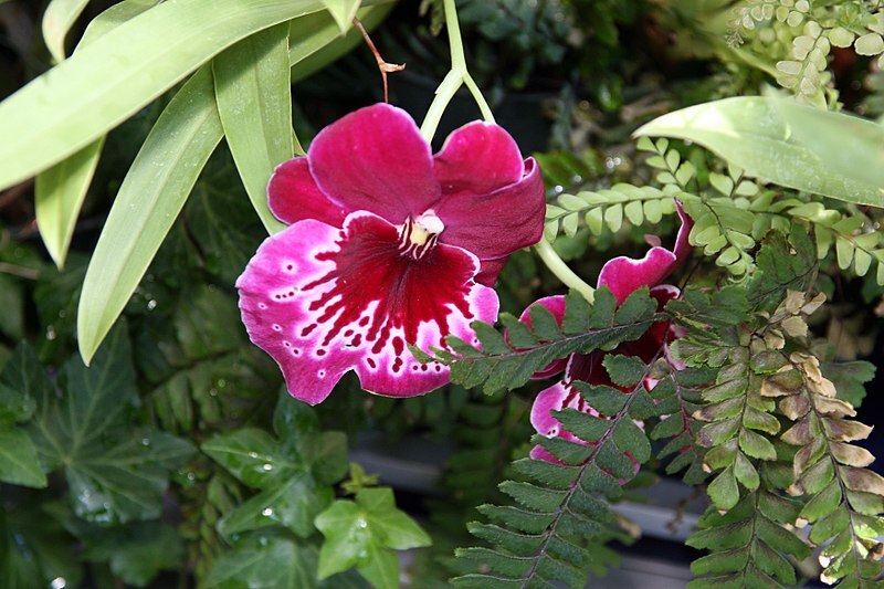 Orchideen – für Fensterbank oder Wintergarten Exoten