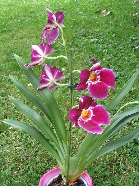 Orchideen – für Fensterbank oder Wintergarten Exoten
