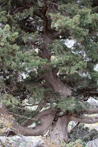 Zypresse – Konifere aus dem Mittelmeerraum Nadelbäume 