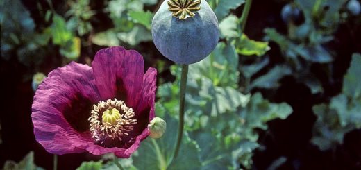 Blüte und Fruchtkapsel des Schlafmohns auf einem Mohnfeld in Afyon, Türkei
