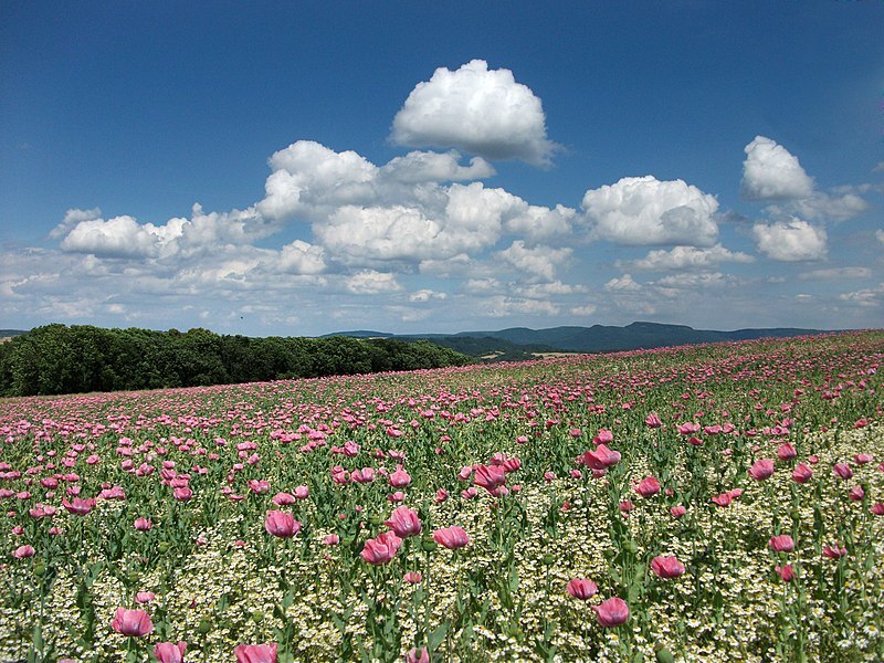 Schlafmohn – Papaver somniferum Gartenstauden