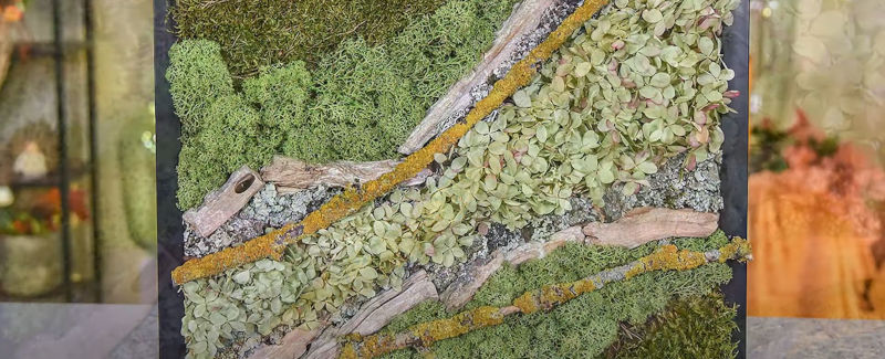 Die Flechte Islandmoos Allgemein 